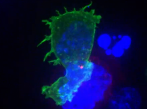 El espectacular ataque de un Linfocito T a una célula cancerosa en vídeo