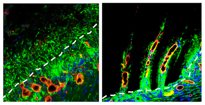 Image result for nanotecnologia y biotecnologia cerebro